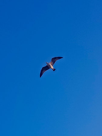 A gull glides gracefully against the backdrop of a clear blue skyの写真素材