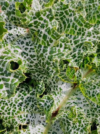 Thistle leaves arranged in a pattern under natural radiance capture the essence of natureâ€™s...