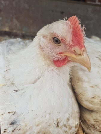 a close-up of a white chicken from one side, focusing on its beak and eye, providing an intimate...