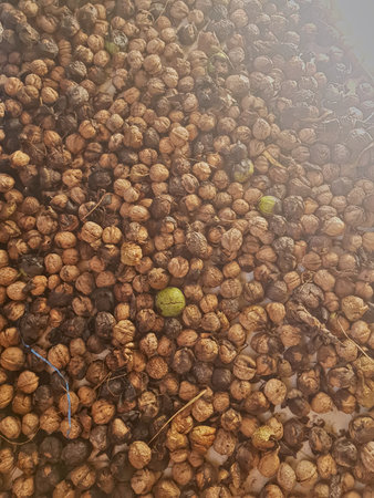 A detailed examination of ripe walnuts, captured in a close-up shot, reveals their inherent beauty,...