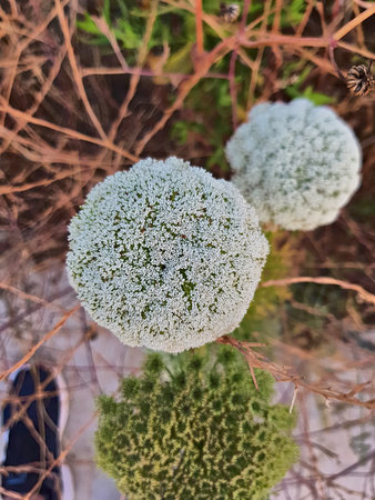 A white wildflower stands in sharp focus against a softly blurred backdrop of green and brown. Its...