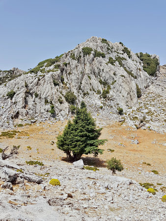 A solitary, endangered Atlas cedar (Cedrus atlantica) clings to a sun-baked rocky slope in the Rif Mountains of northwest Morocco, its crown and silver-blue needles set against bare mountaintop rock.の写真素材