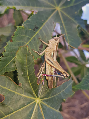 Cataloipus rests on verdant leaves, its elaborate body and ornate wings forming a striking contrast...