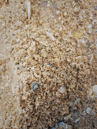 A close up view of a Moroccan sandy beach: smooth sand shimmering. Detailed close up of grains, tiny...