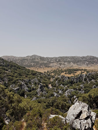 A sunlit mountain cloaked in oak forest, its slopes punctuated by rocks.