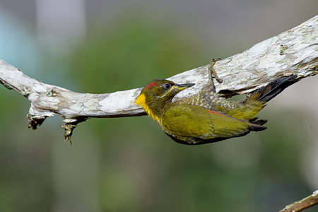 Lesser Yellownaped Woodpeckerの写真素材