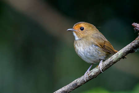 Rufous Chested Flycatcherの写真素材