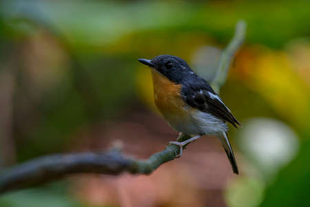 Rufous Chested Flycatcherの写真素材