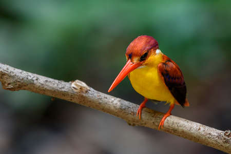 Rufous Backed Kingfisherの写真素材