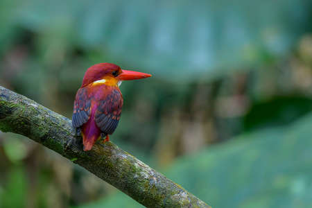 Rufous Backed Kingfisherの写真素材