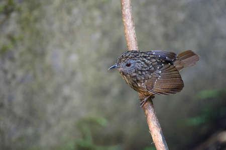 Streaked Wren Babblerの写真素材