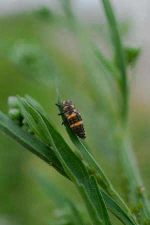Macro closeup of a ladybug larva resting on a green plant leafの写真素材