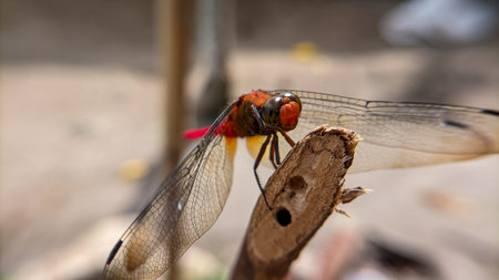 Dragonfly on the branch of a tree in the garden, Thailand.の写真素材
