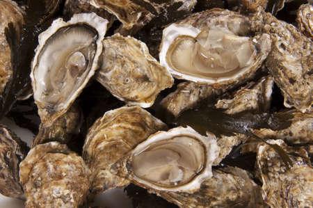 Oyster Crustacean - Ostreaの写真素材