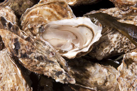 Many oysters relatively cool, some open