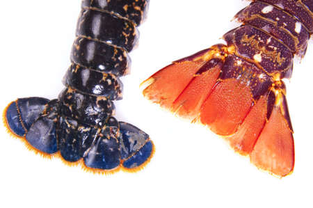 Tail Lobster placed on a white background
