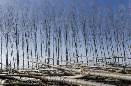 Poplar cut on the ground in front of lush poplarsの写真素材