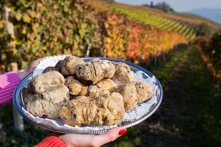 White truffles from Piedmont, Italy, placed on tray held by the hands of a woman in the background a landscape of hills with vineyards of Langheの写真素材