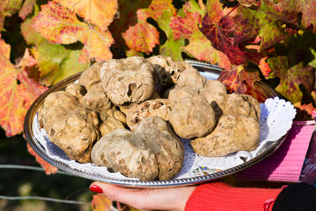 White truffles from Piedmont on tray held by the hands of a woman in the background leaves of a vineyard in autumnの写真素材