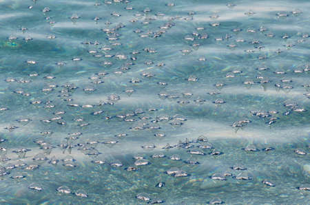 Numerous jellyfish Velella pushed by the current and the wind towards the shoreの写真素材