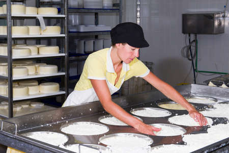 Cheesemaker preparing fresh cheese to divide it into several pieces and forms