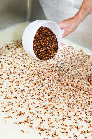 Cheese maker puts the chili pepper in the milk tank curdled to make the spicy cheese