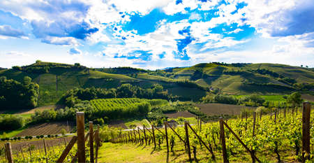 View of the vineyards and the hills .の写真素材