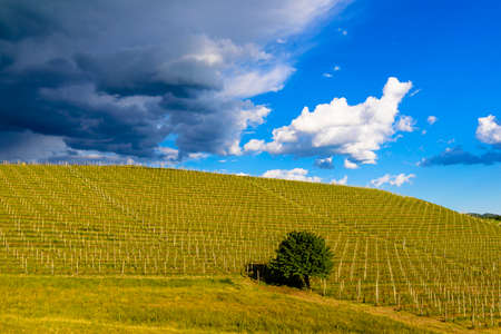 View of vineyards and Langa hills during a thunderstorm, suggestive contrast between dark skies and vineyards illuminated by the afternoon sunの写真素材