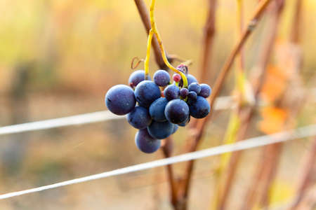 Small bunches of grapes left in the vineyard after harvest in the late autumn, at the bottom the colorful landscape is blurryの写真素材