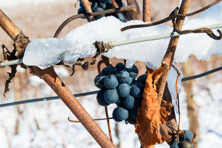 Bunch of winter grapes, on background view of Langhe vineyards hills with snow Piedmont Italyの写真素材