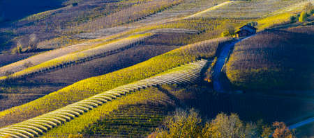 Autumn view of the vineyards on the colorful hills of the Langhe