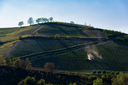 A view of the vineyards in the Langa Piedmont hills, a tractor is working in the middle of the grapes, creating smokeの写真素材