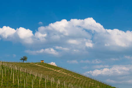 View of the winding hills over the vineyards and clouds in the Langhe Piedmont, the sky is blue, on the top a tree and a small houseの写真素材