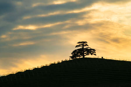 Cloudy sunset, of the Cedar of Lebanon, majestic secular tree symbol of the Langhe La Morra Piedmont...