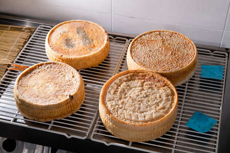 Forms of aged cheese on the shelf for maturing