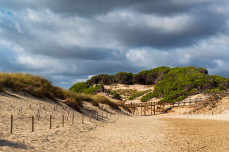 Regeneration reserve of sand dunes on the beach of Cala Mesquida Majorca Spain, the sky is cloudyの写真素材