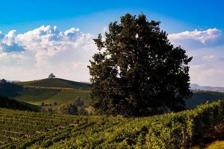 Fantastic landscape over the vineyards in the Piedmontese hills of the Langhe