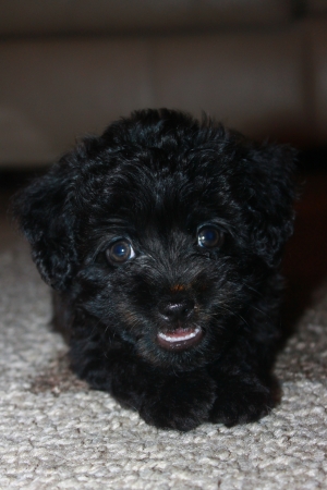 This little pup