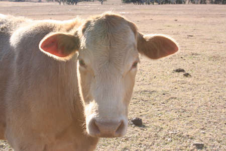 A tan cow grazing on a farm.