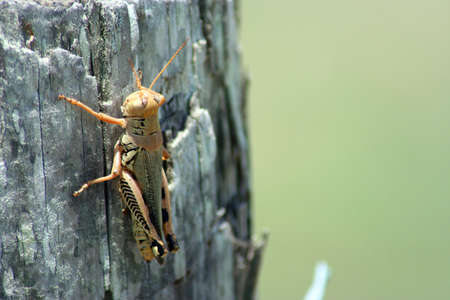 A grasshopper on a cedar post.