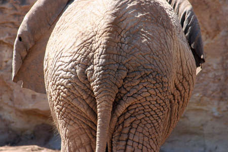 An elephant's back side close up.の写真素材