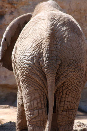 An elephant's back side close up.の写真素材