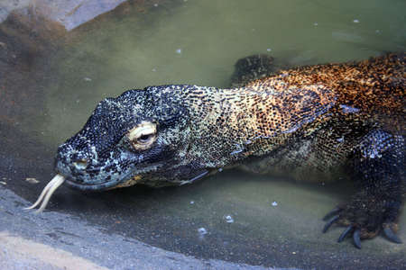 A Komodo Dragon at the zoo looking right at you.の写真素材