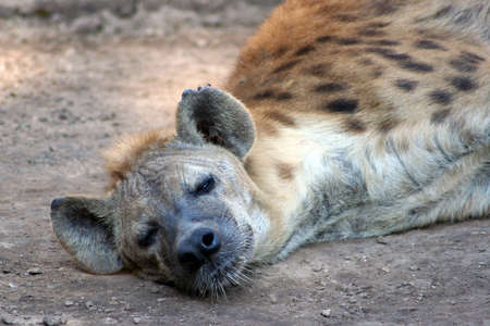 A tired hyena lays in the dirt.の写真素材