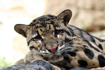 A spotted cat at the zoo laying down on a rock.の写真素材