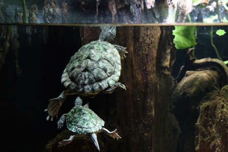 Two turtles swimming behind glass.  One turtle is sticking his head out of the water.