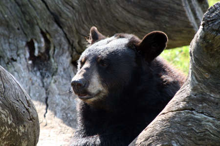 An adult bear resting on a tree.の写真素材