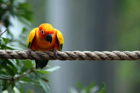 A nice colorful parrot sitting on a rope.の写真素材