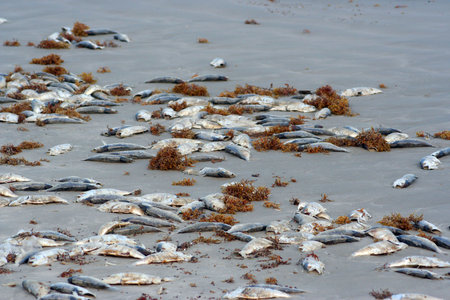 A lot of dead fish on the beachの写真素材