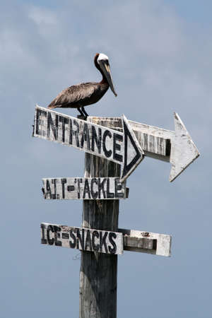 a pelican sits on top of a sign in the bayの写真素材